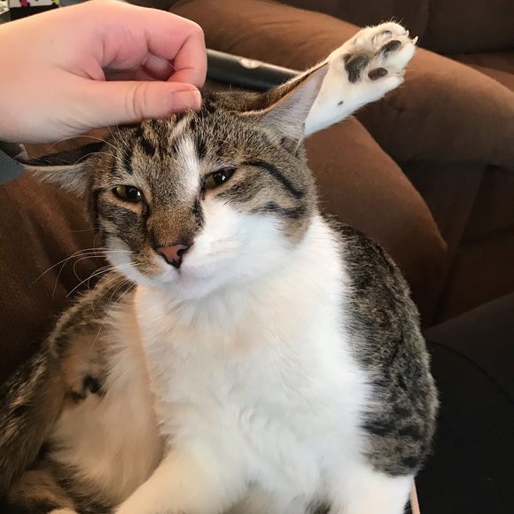 Meet your Posher, Gabrielle - Picture 1 of 1